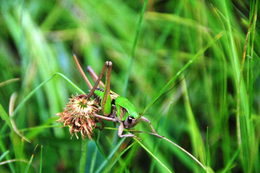 Domenica erpeto-entomologica